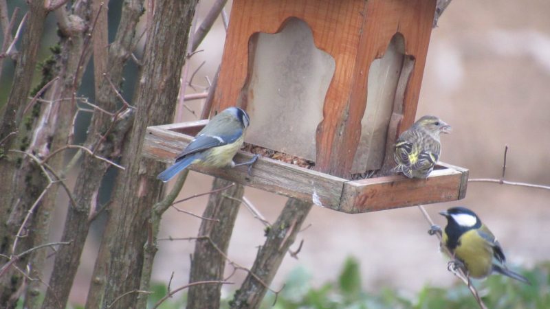 Le bal des oiseaux