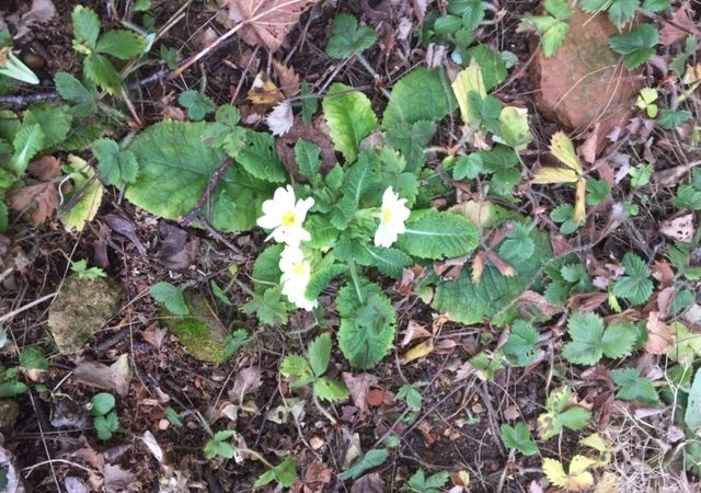 Déjà des fleurs de printemps
