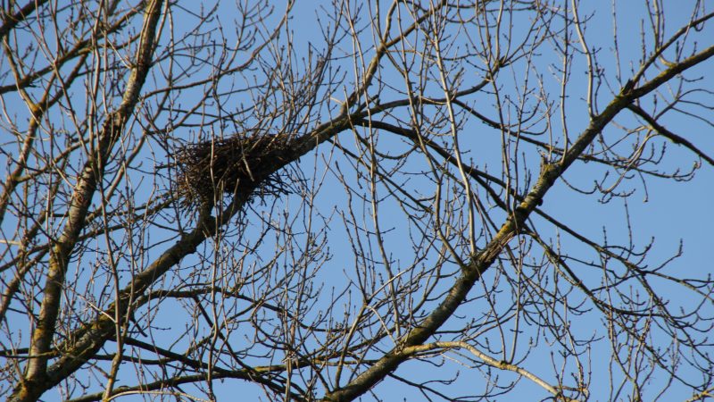 Les arbres dépouillés de leurs feuilles