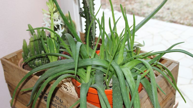 La boîte à cactus