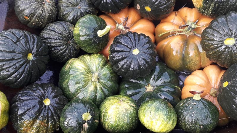 Le royaume des courges