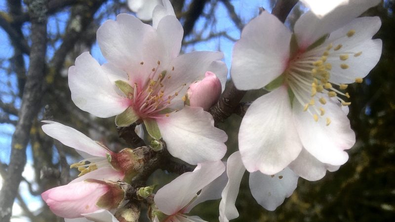Déjà le printemps…