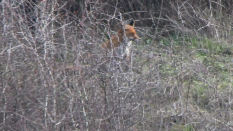 Petit bestiaire de nos jardins