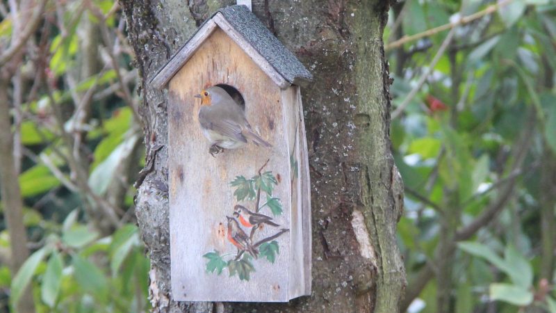 Des oiseaux pas farouches