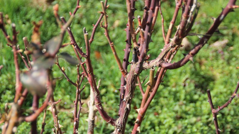 La taille des rosiers