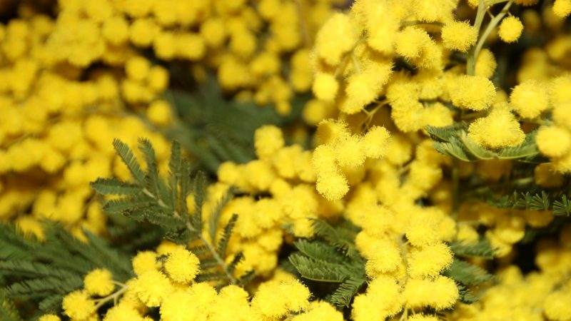 Mimosa et jasmin d’hiver