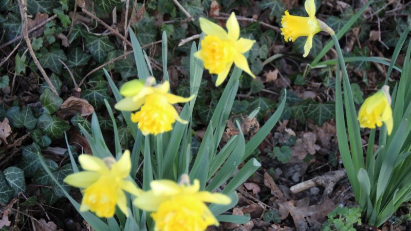 CROCUS et JONQUILLES