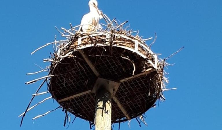 Les cigognes à Munster…