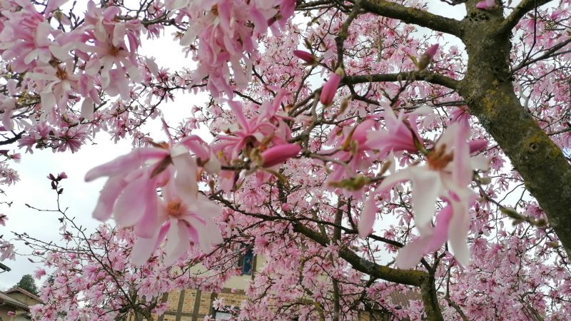 Les magnolias