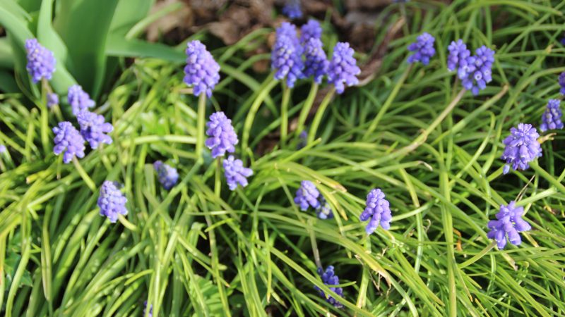 Fleurettes au jardin