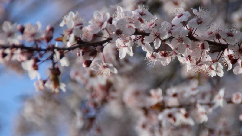Prunus – pruniers fleuris
