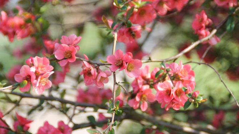Forsythia et cognassier du Japon