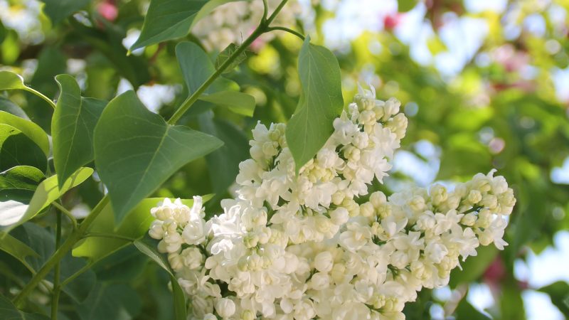 Le lilas