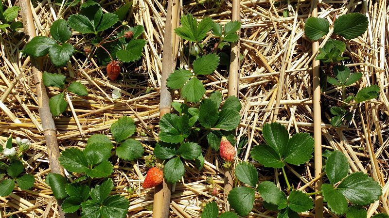 Quoi… déjà des fraises…