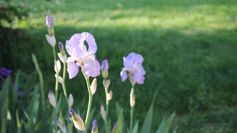 Les iris