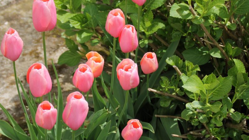 Tulipes et cancer du sein