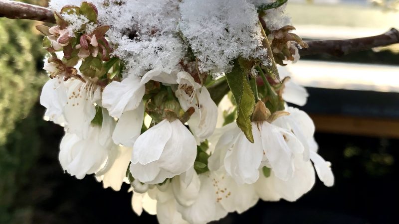 La neige ce matin 7 avril !