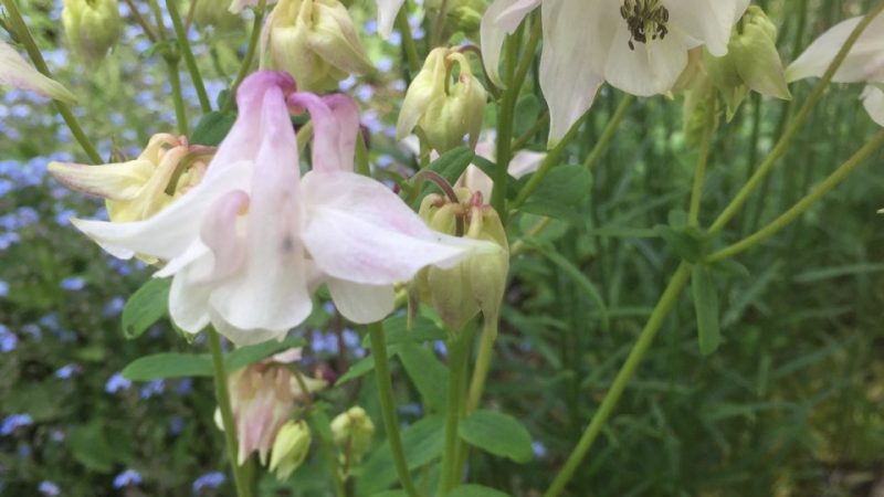 Que de fleurs…