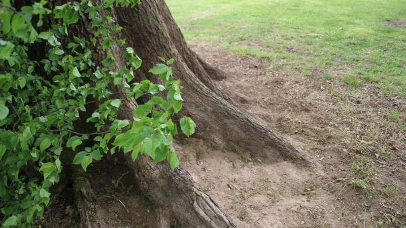 Le roi de la forêt