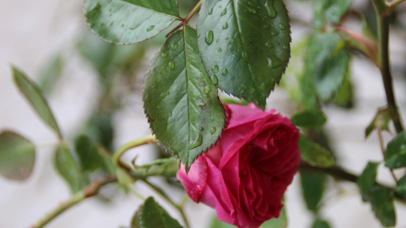 Fleurs fragiles sous la pluie