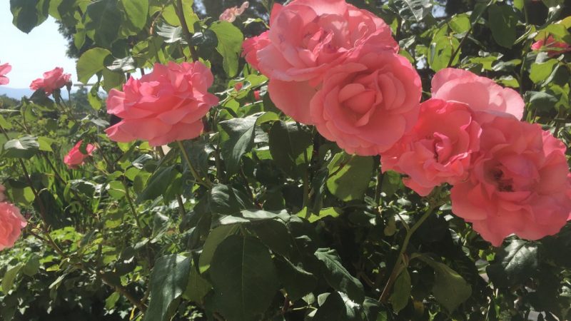 Dure journée pour la reine