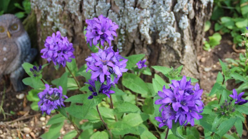 Petites fleurs sympathiques