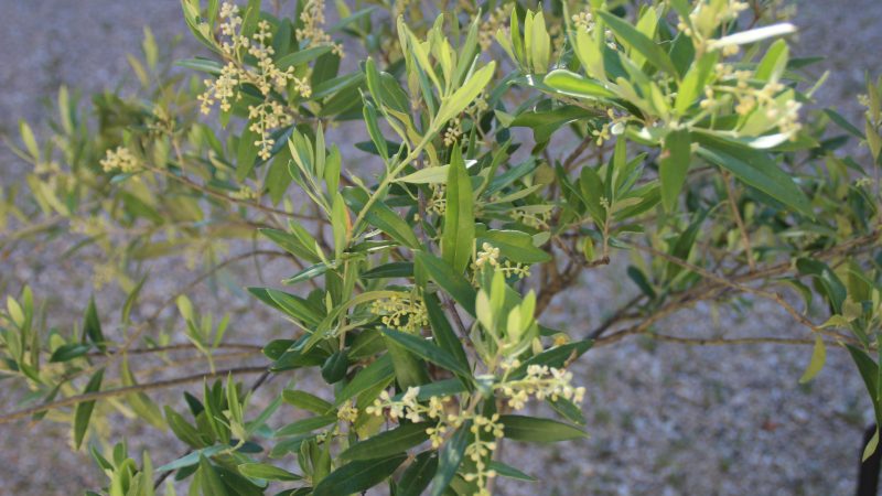 A quand la récolte d’olives ?