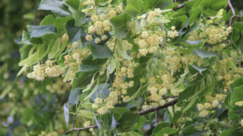 Tilleul ou verveine