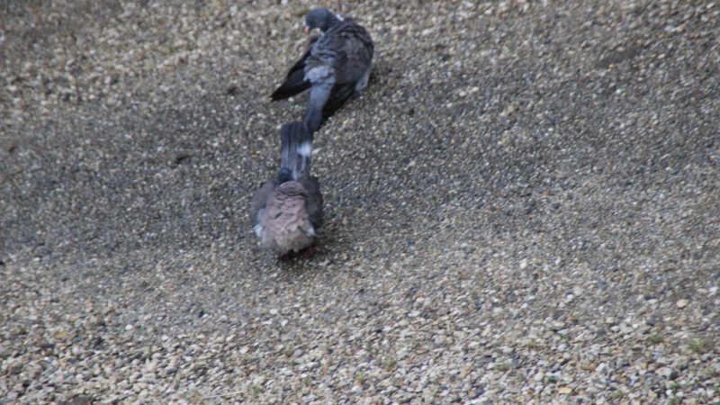 Deux pigeons s’aimaient d’amour tendre