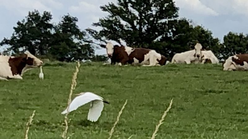 Garde-boeufs ou garde-vaches ?