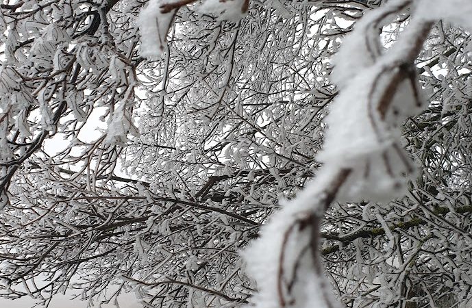 Au près de mon arbre…