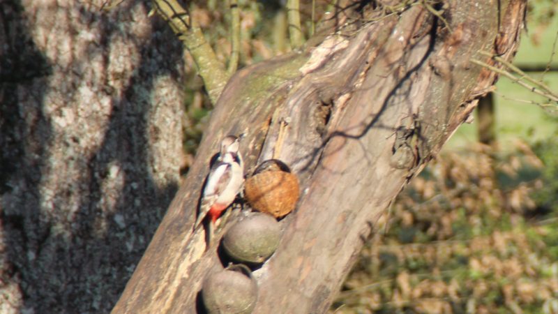 Entendre les oiseaux du jardin gazouiller