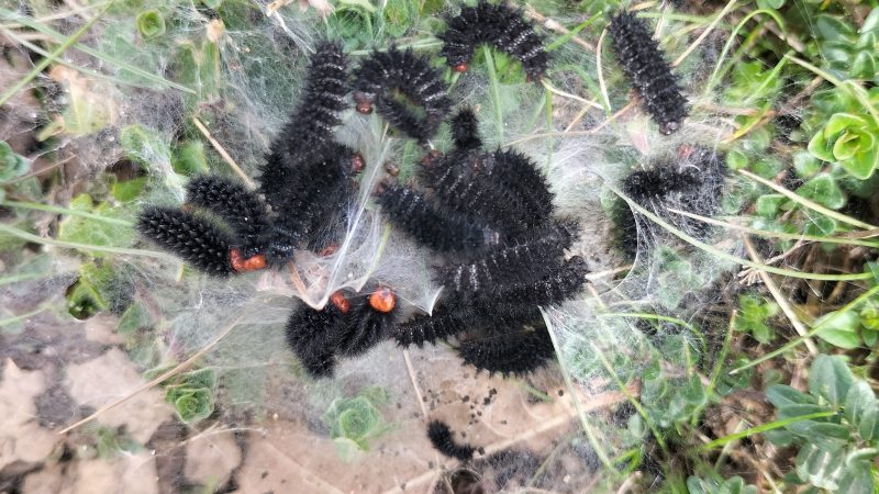 Chenille de la Mélitée du plantain