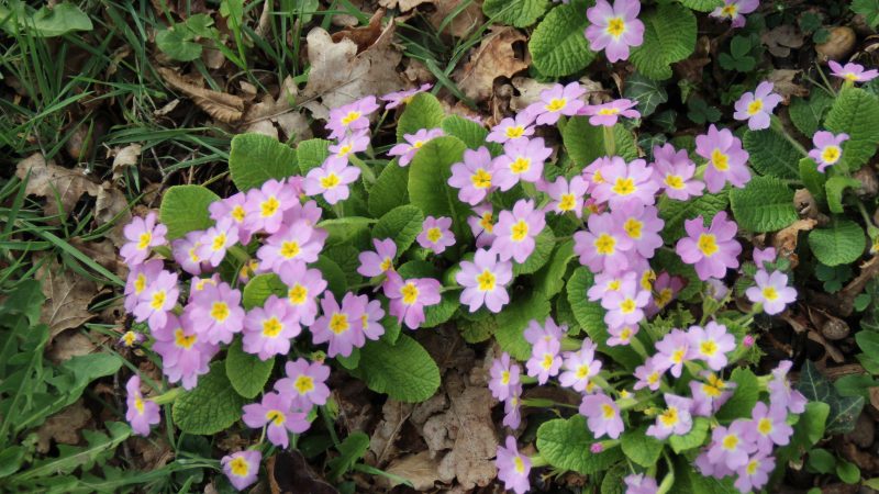Bonjour le Printemps !