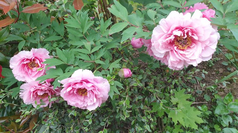 Les pivoines arbustives de Martine