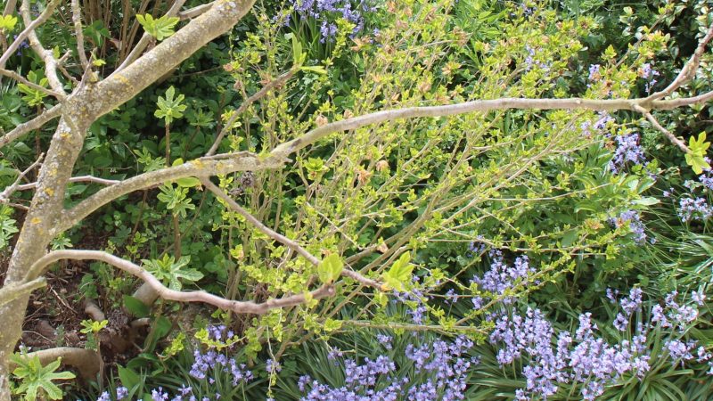 Nos jardins fleurissent