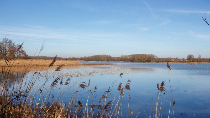 La pêche à la carpe dans la Dombes