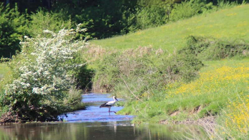 Joli petit coin de pêche