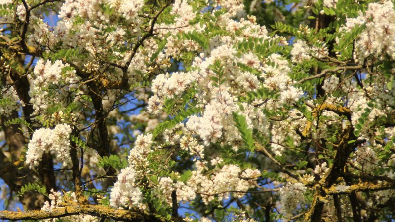 Gelée d’acacia