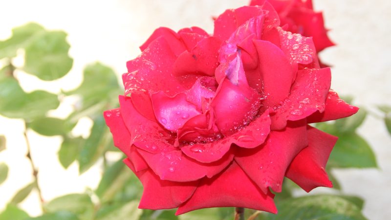 Joli temps qui fait fleurir nos rosiers