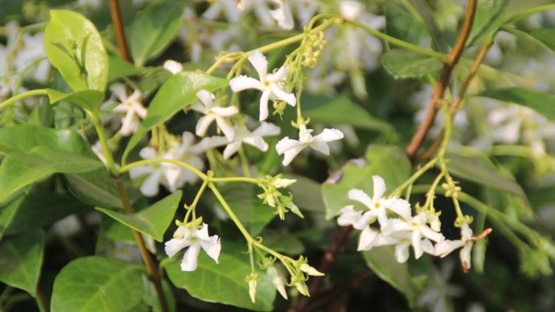Mon jasmin d&rsquo;été