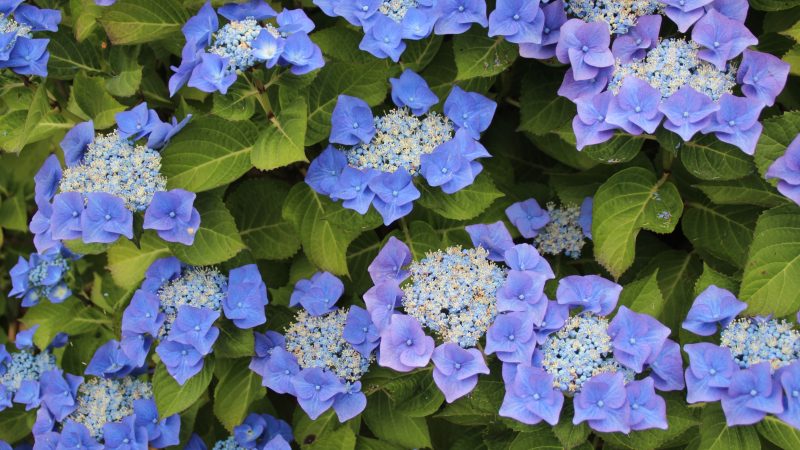 L’hortensia à tête plate ou l’hydrangea Teller Blue