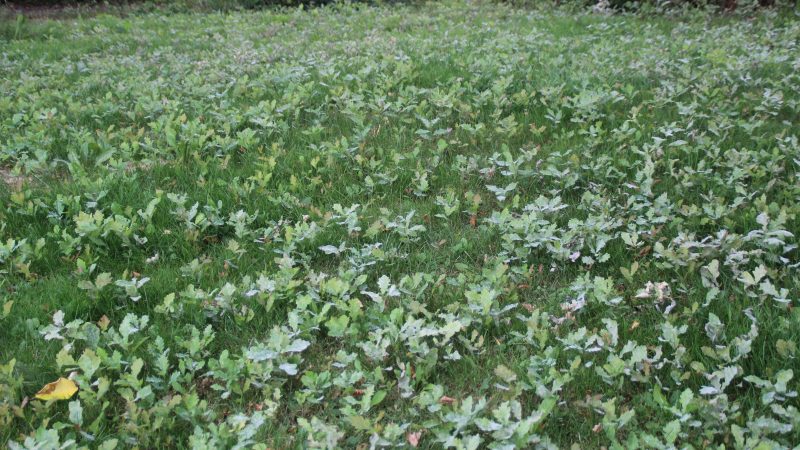 La nature s’adapte