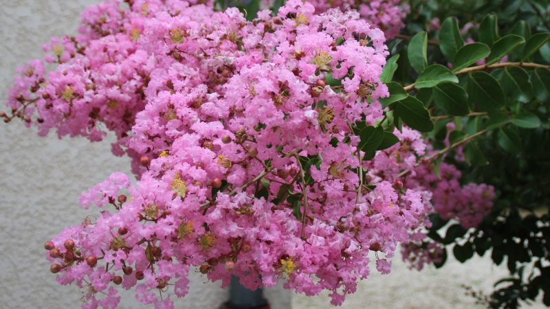 Lilas des Indes