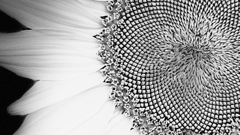 Tournesols