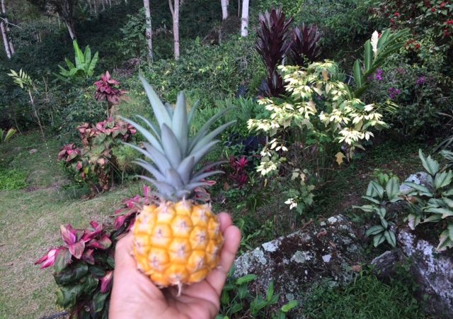 Pina Colada