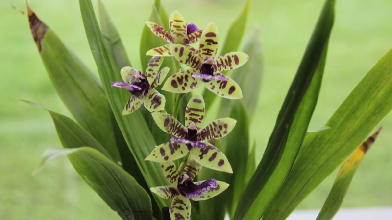 Orchidée
