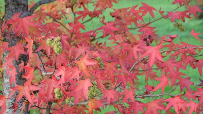 Jaune, rouge…