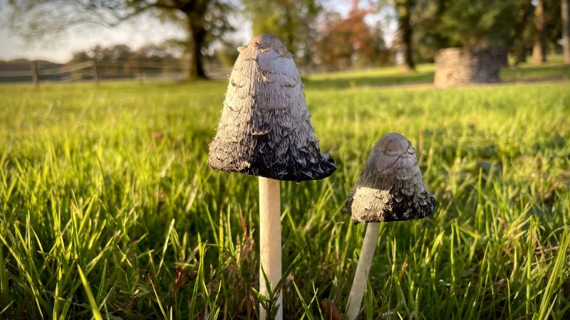 Jolis champignons… mais attention