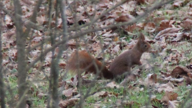Je suis un perdreau de l&rsquo;année…